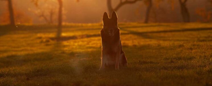 kisállat hamvasztás urnával