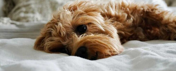 kutya hamvasztás tudnivalók