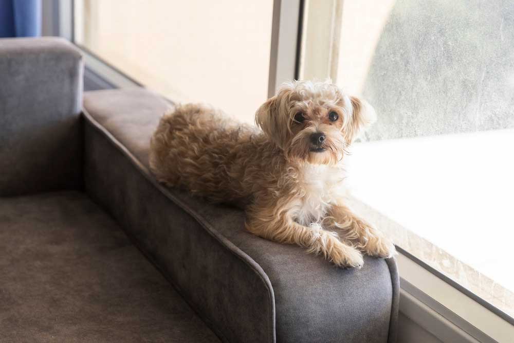 kutya hamvasztás tudnivalók