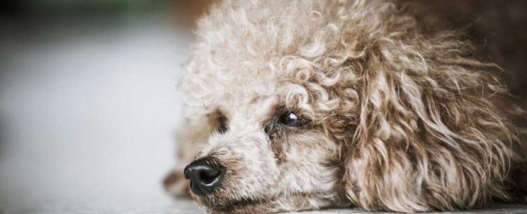 kisállat hamvasztás