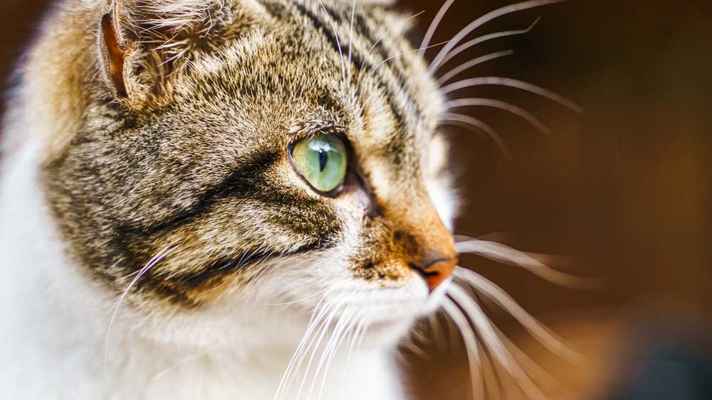 kisállat hamvasztás