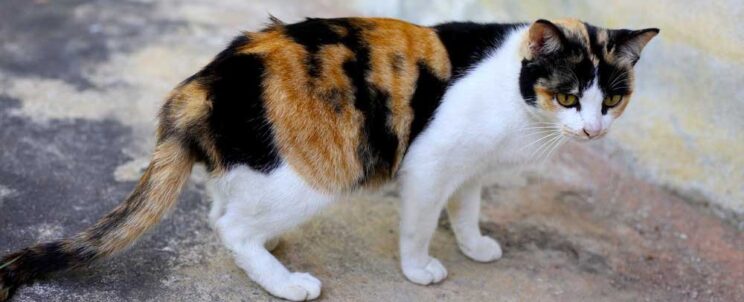 állattetem elszállítás