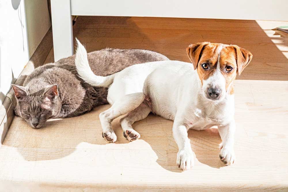 állattetem elszállítás